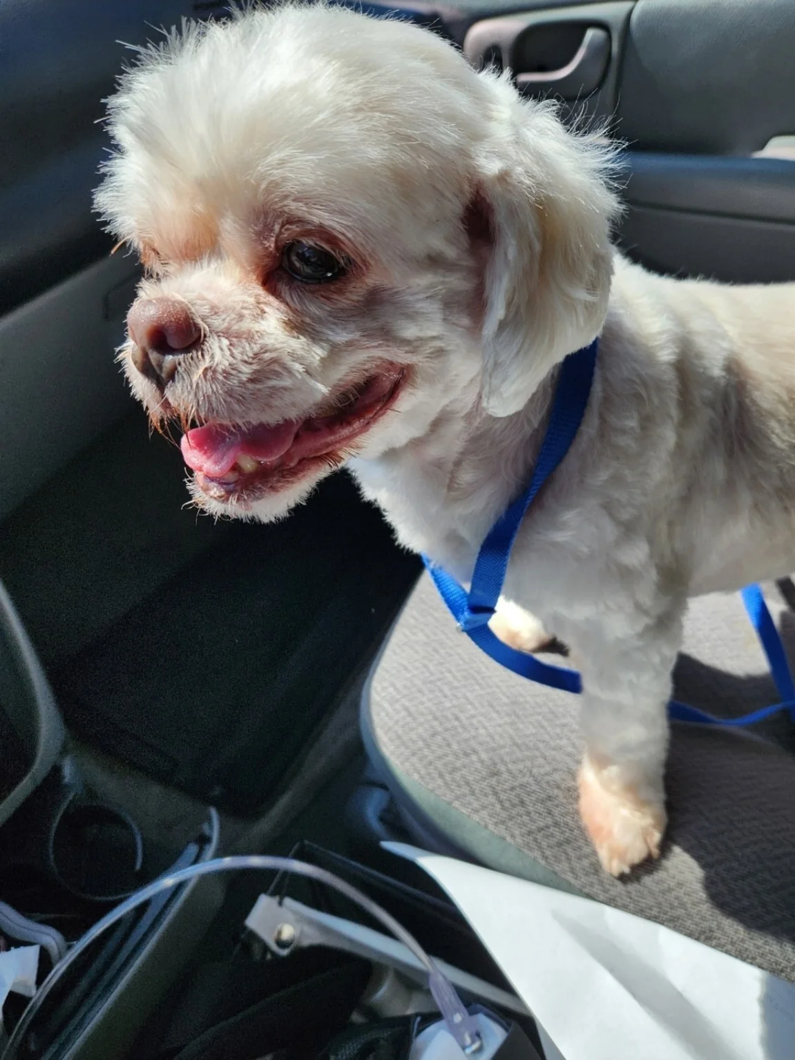 Lisa's dog Lula riding in the car on the way to grooming